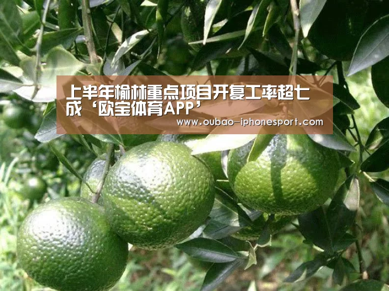 上半年榆林重点项目开复工率超七成‘欧宝体育APP’(图1) Android下载
